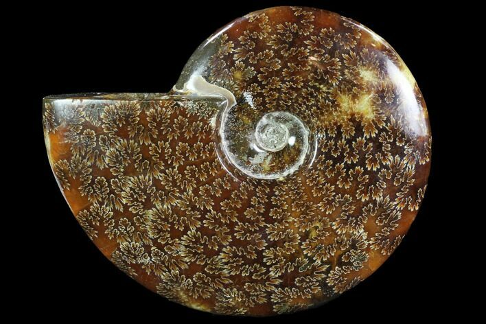 Polished, Agatized Ammonite (Cleoniceras) - Madagascar #88356